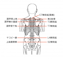 腰椎麻酔とは オペ室ナースのためのブログ